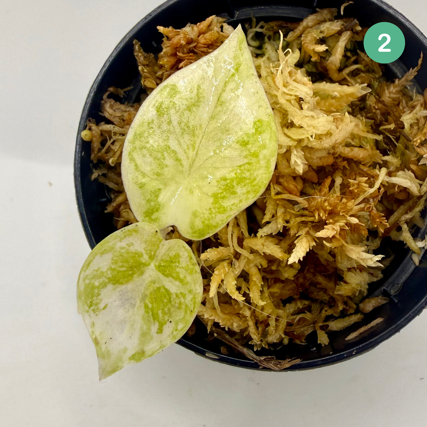 Alocasia Pink Dragon Albo Variegata