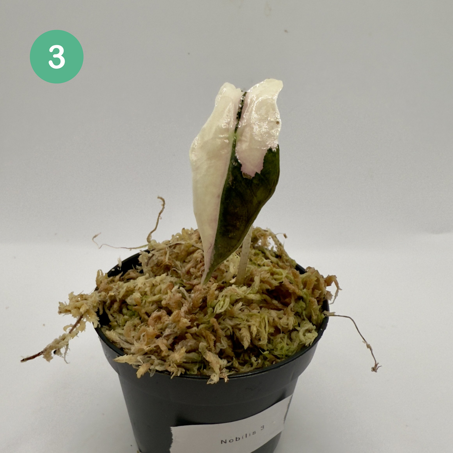 Alocasia Sanderiana Nobilis Pink Variegata