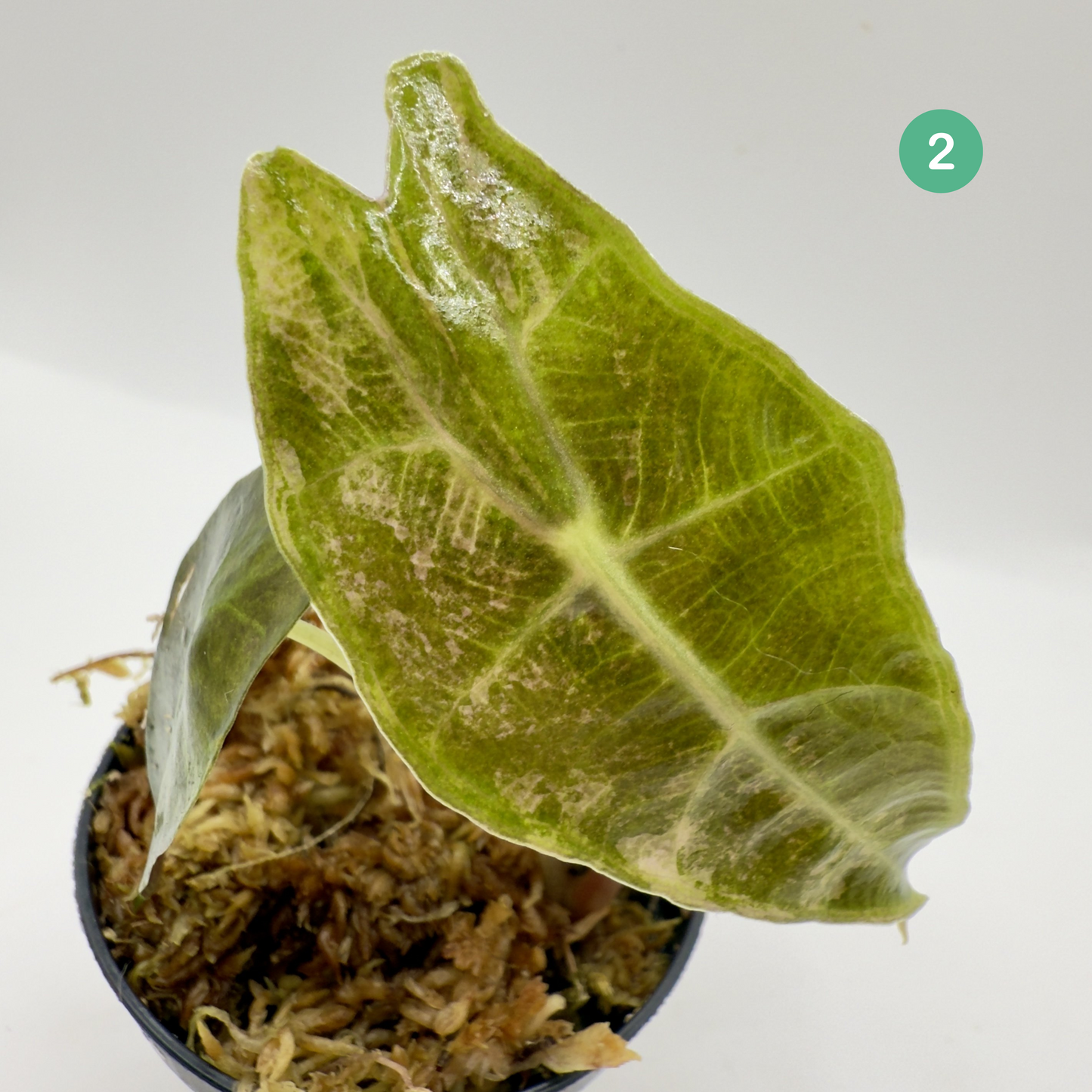 Alocasia Sanderiana Bull Aurea Variegata