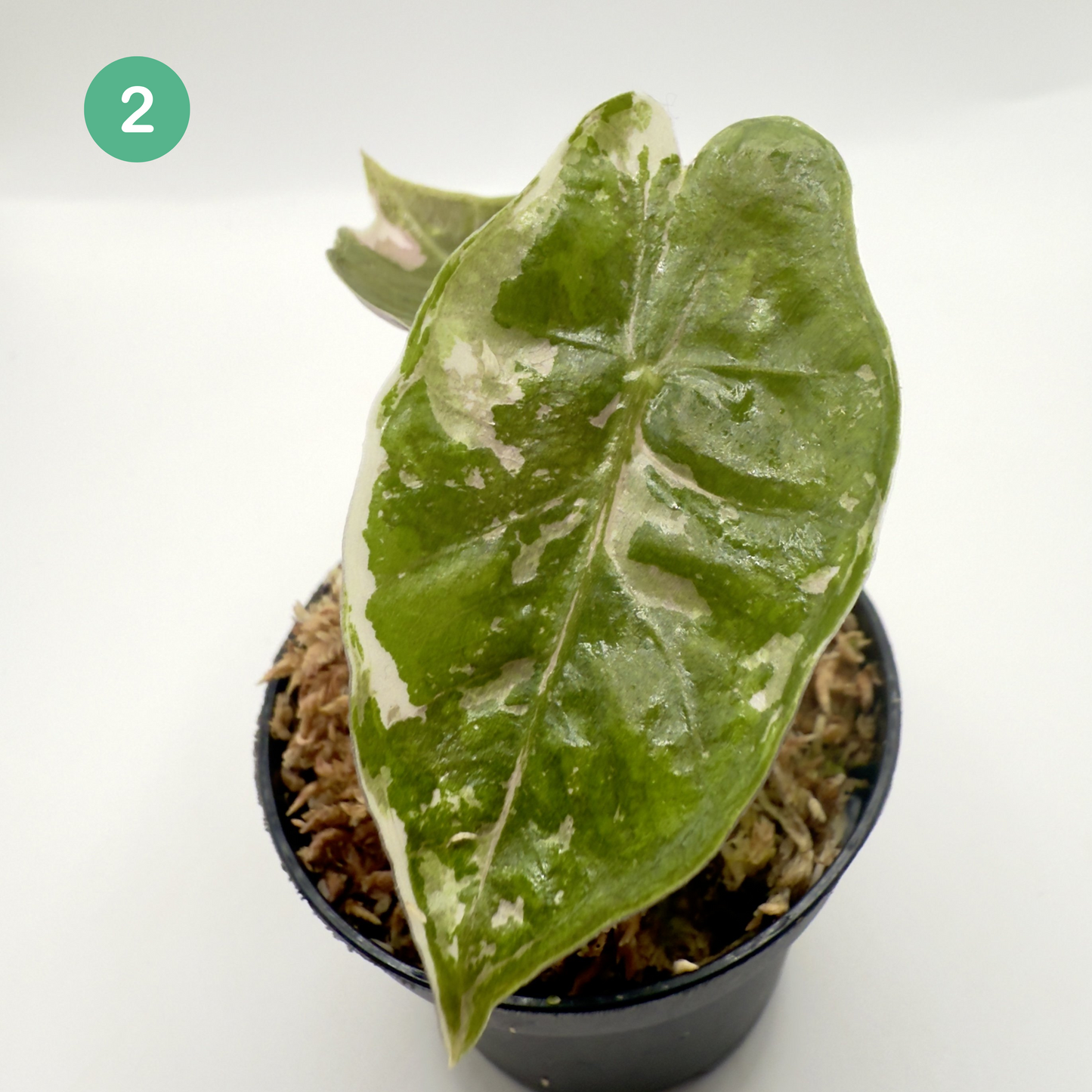 Alocasia Pseudo Sanderiana Albo/Pink Variegata