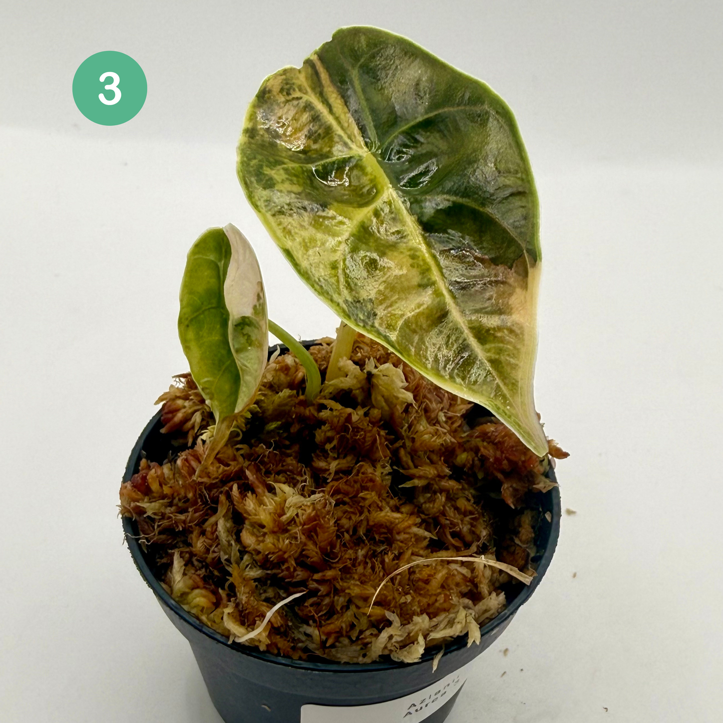Alocasia Azlanii Aurea Variegata
