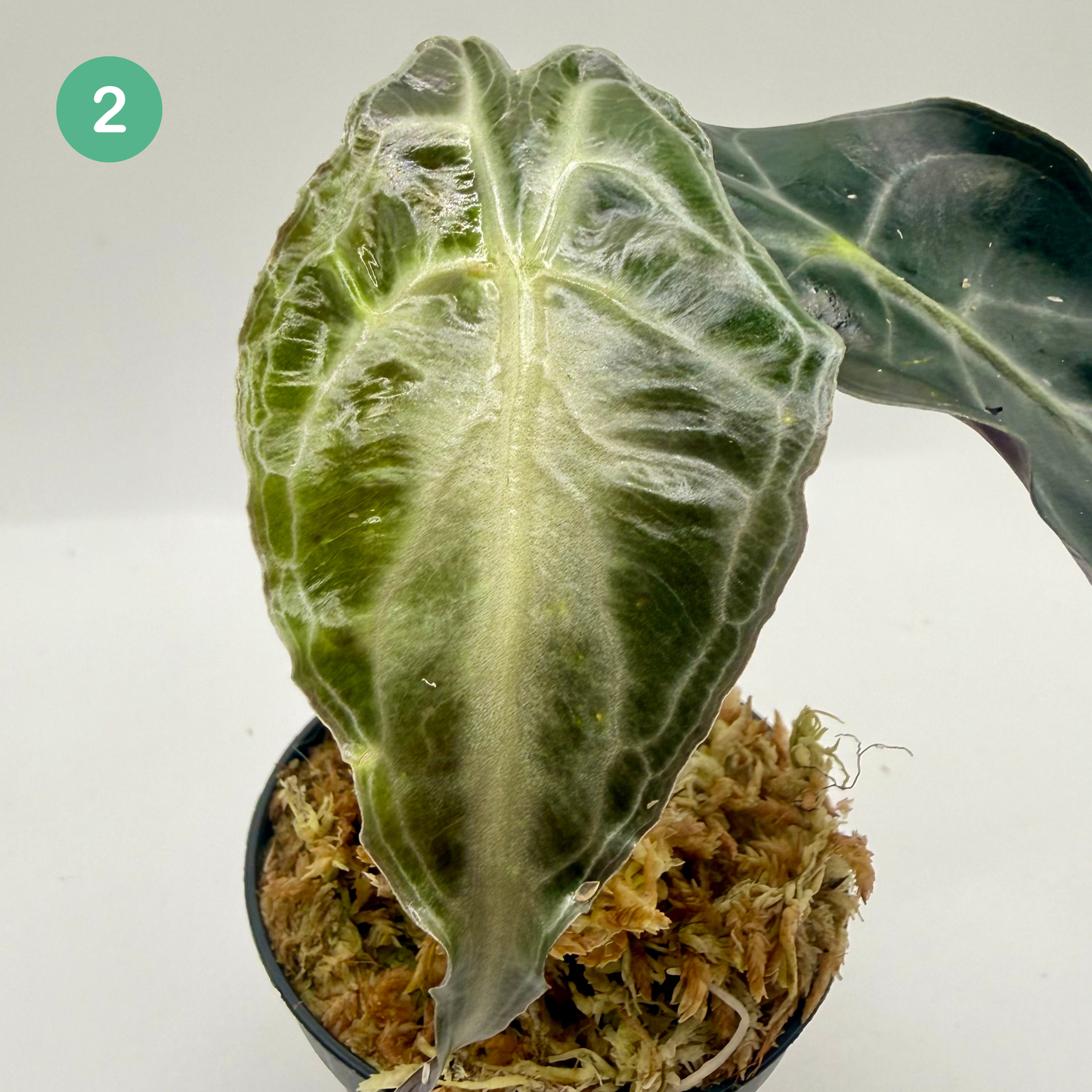 Alocasia Venom