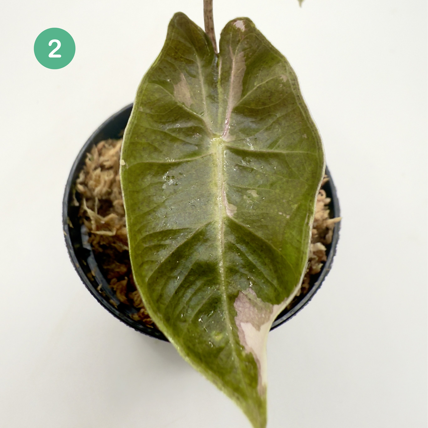 Alocasia Pseudo Sanderiana Albo/Pink Variegata