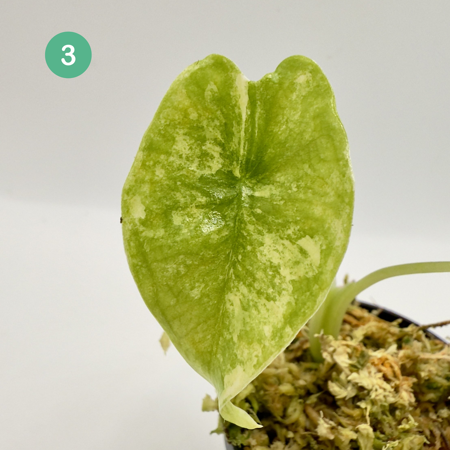 Alocasia SP. (From Surat) Aurea Variegata