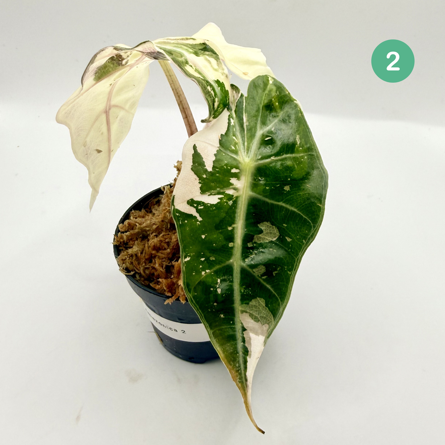 Alocasia Amazonica Pink/Albo Variegata