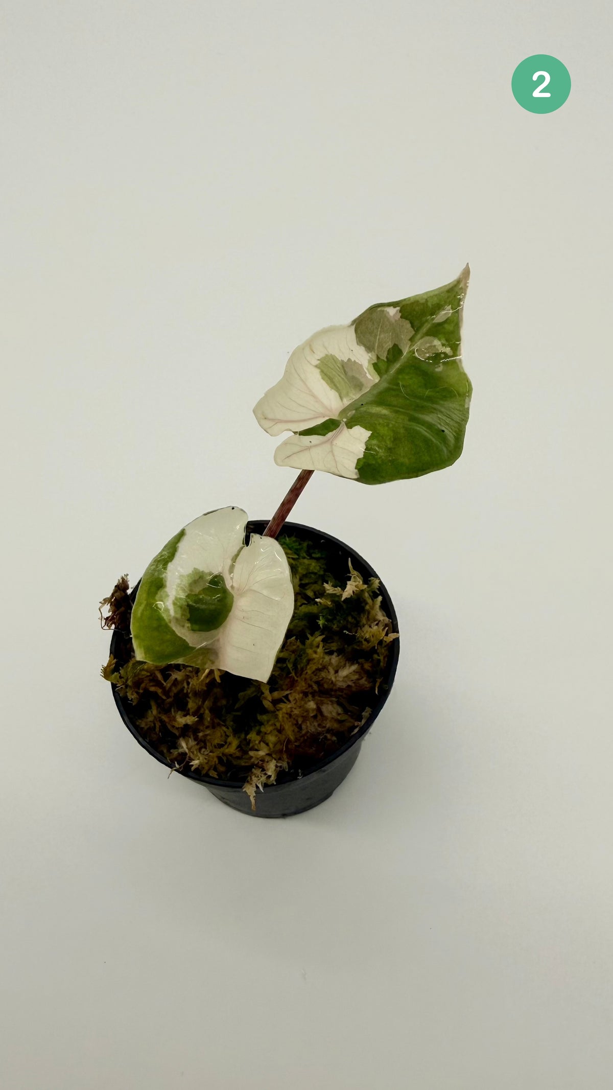Alocasia Pseudo Sanderiana Albo/Pink Variegata