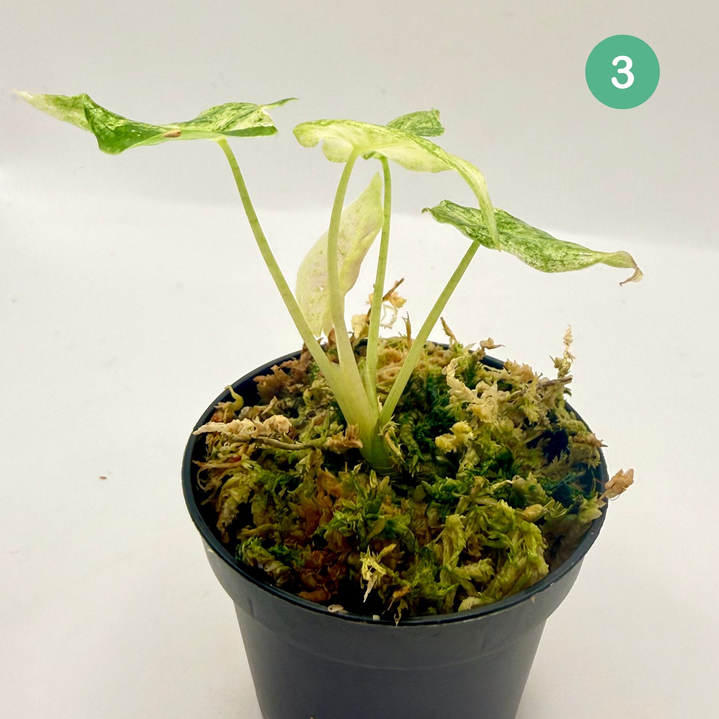 Alocasia Black Satun Stardust Variegata