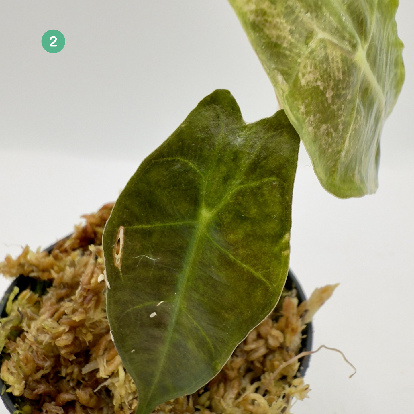 Alocasia Sanderiana Bull Aurea Variegata