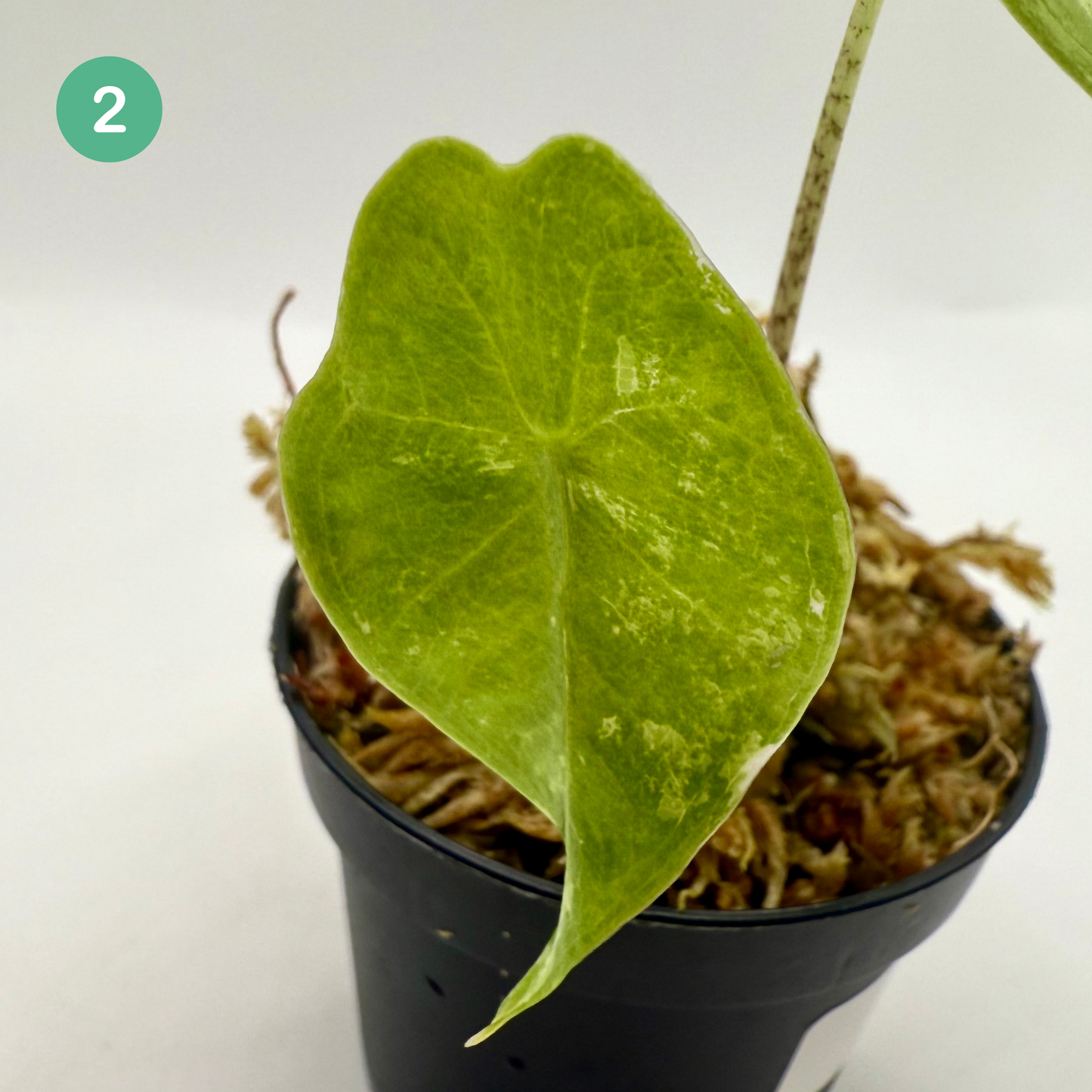 Alocasia Longiloba Albo Variegata