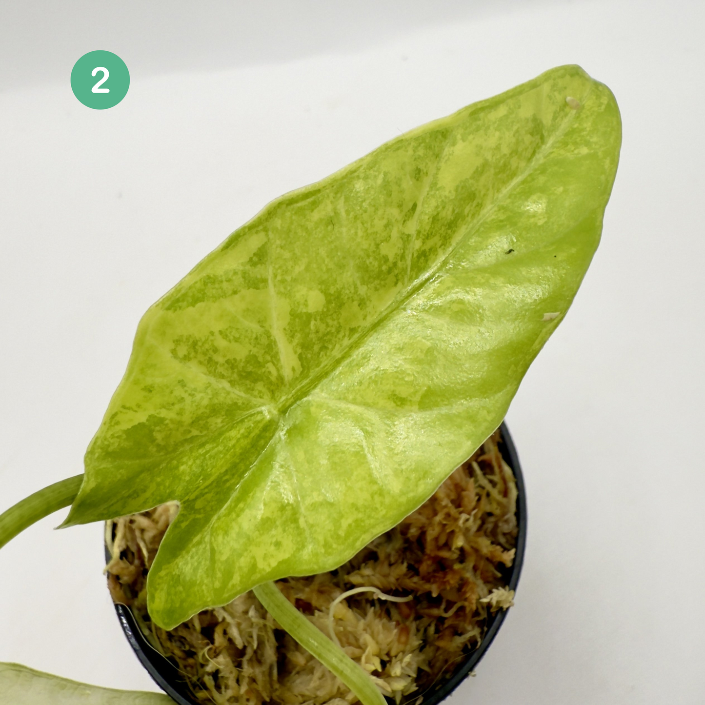 Alocasia Simpo Aurea Variegata