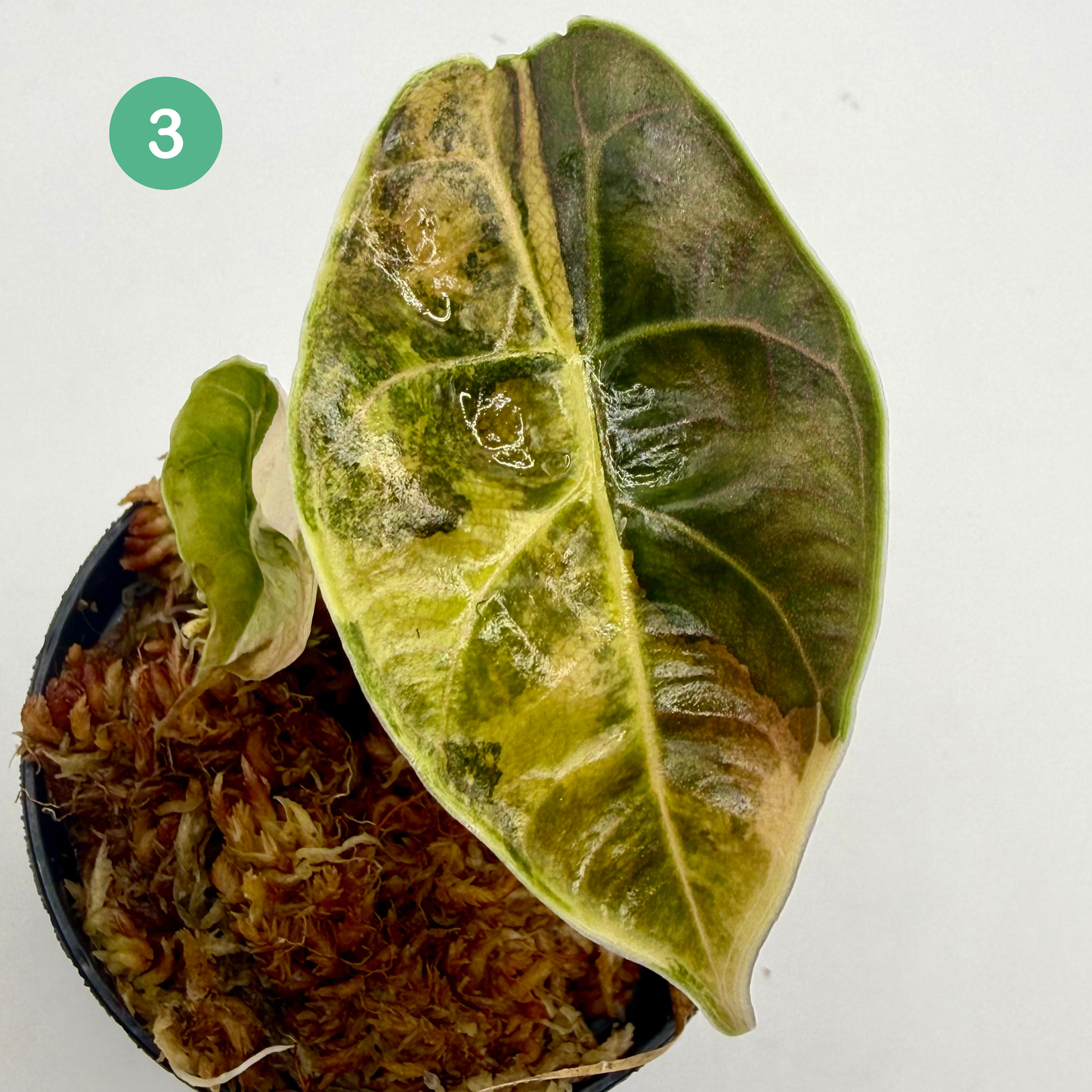 Alocasia Azlanii Aurea Variegata