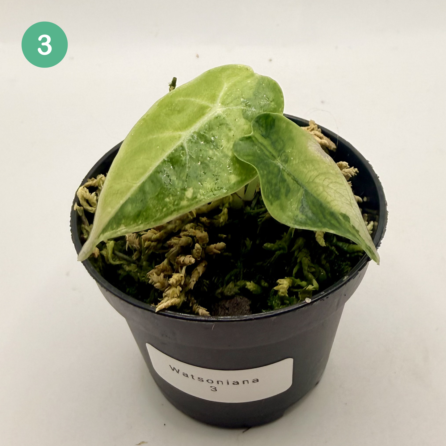 Alocasia Watsoniana Aurea Variegata