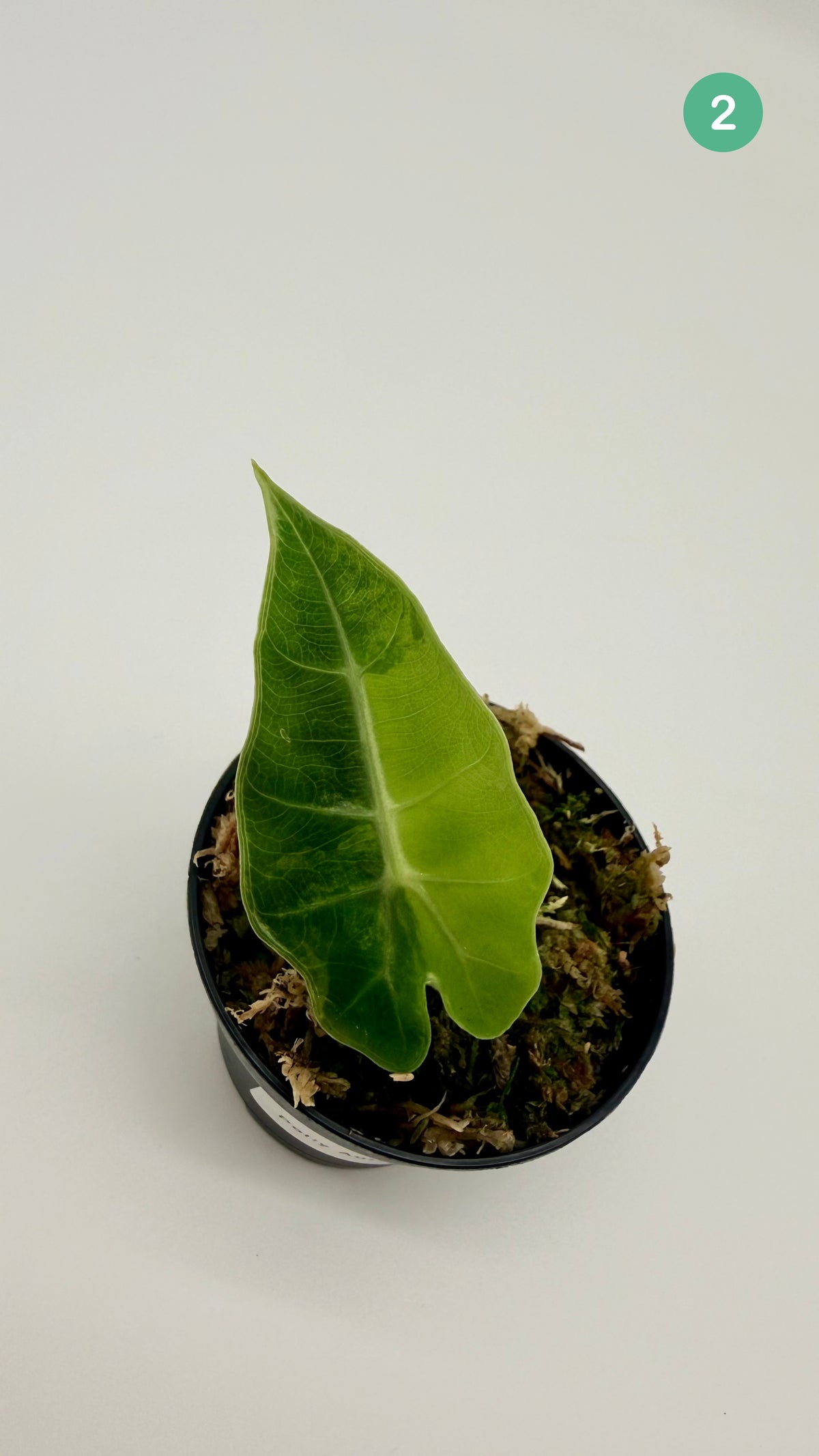 Alocasia Polly Aurea Variegata