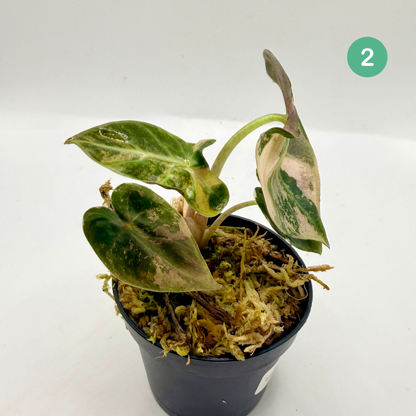 Alocasia Heart Balloon Pink/Albo Variegata