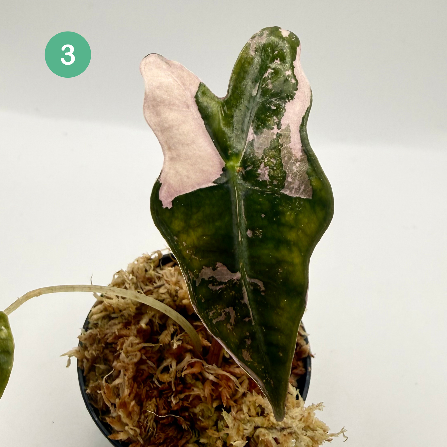 Alocasia Sanderiana Nobilis Pink Variegata