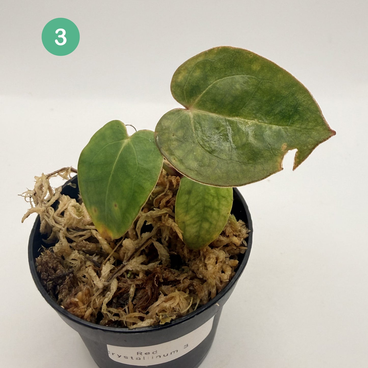 Anthurium Red Crystallinum