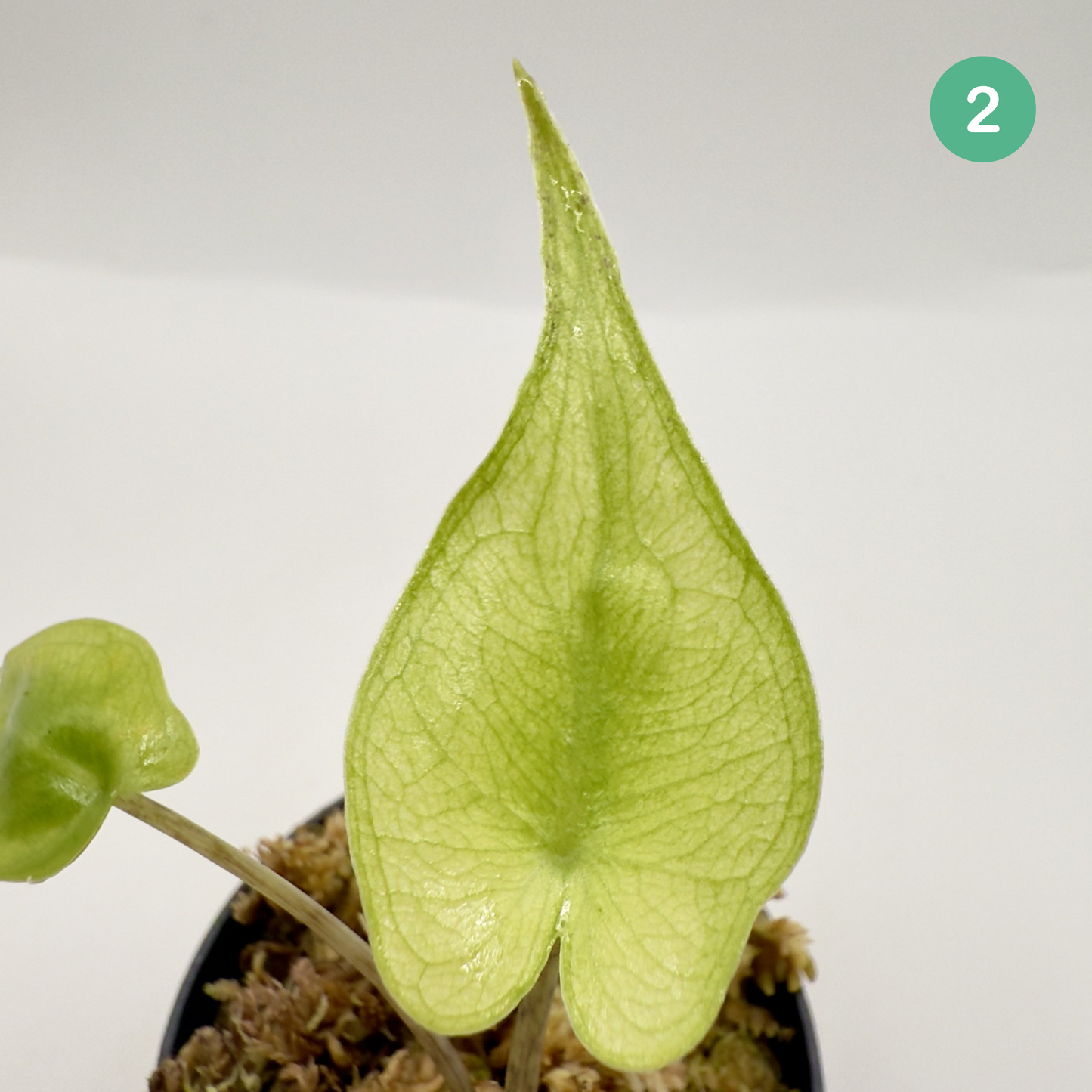 Alocasia Stingray Mint Variegata