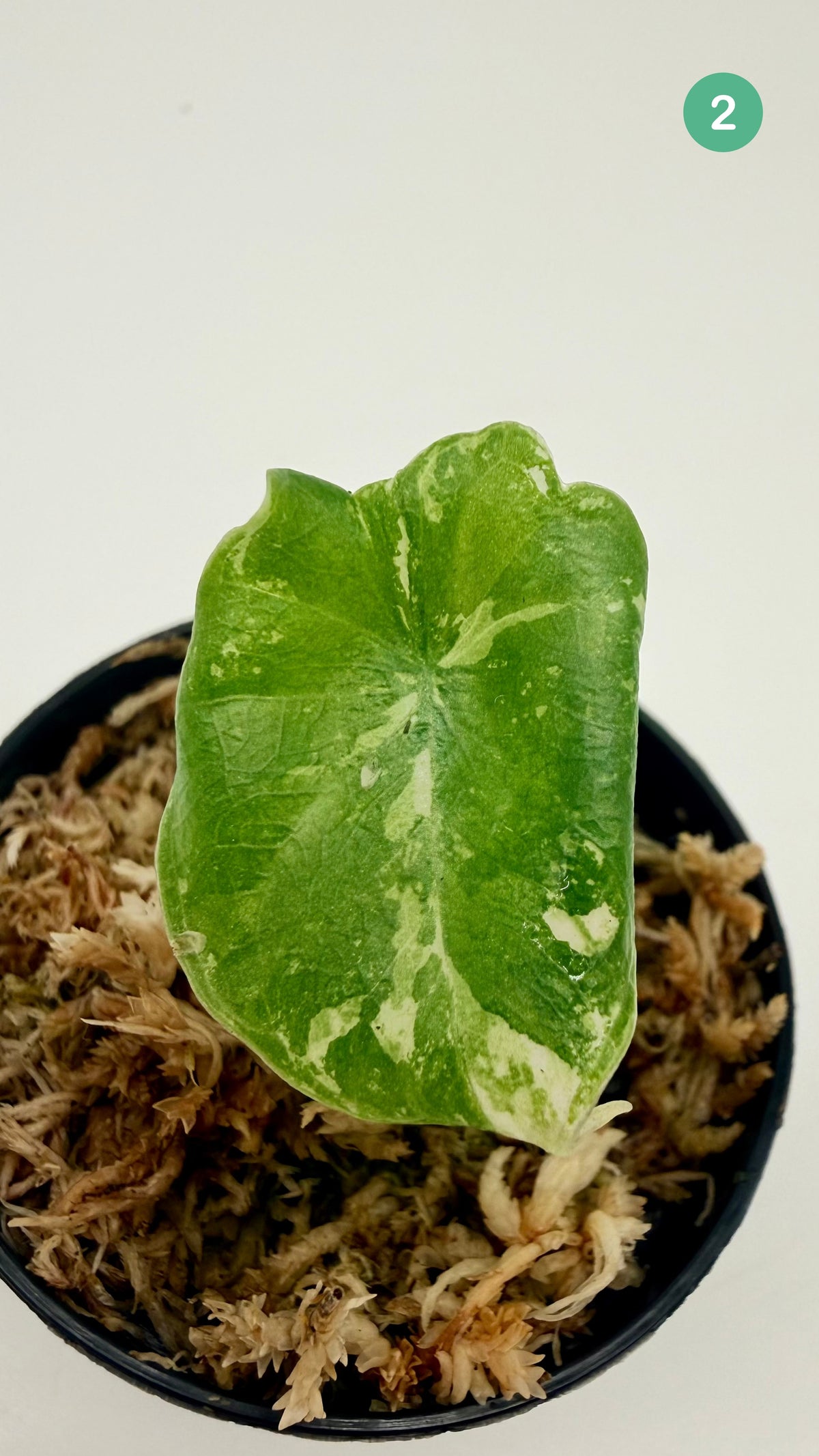 Alocasia Melo Albo Variegata