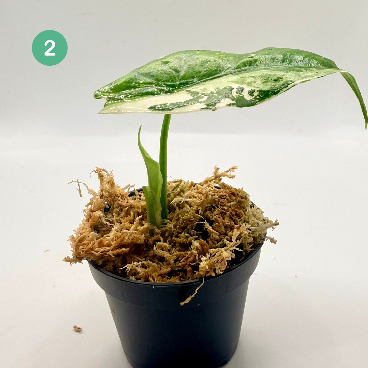 Alocasia Simpo Albo Variegata