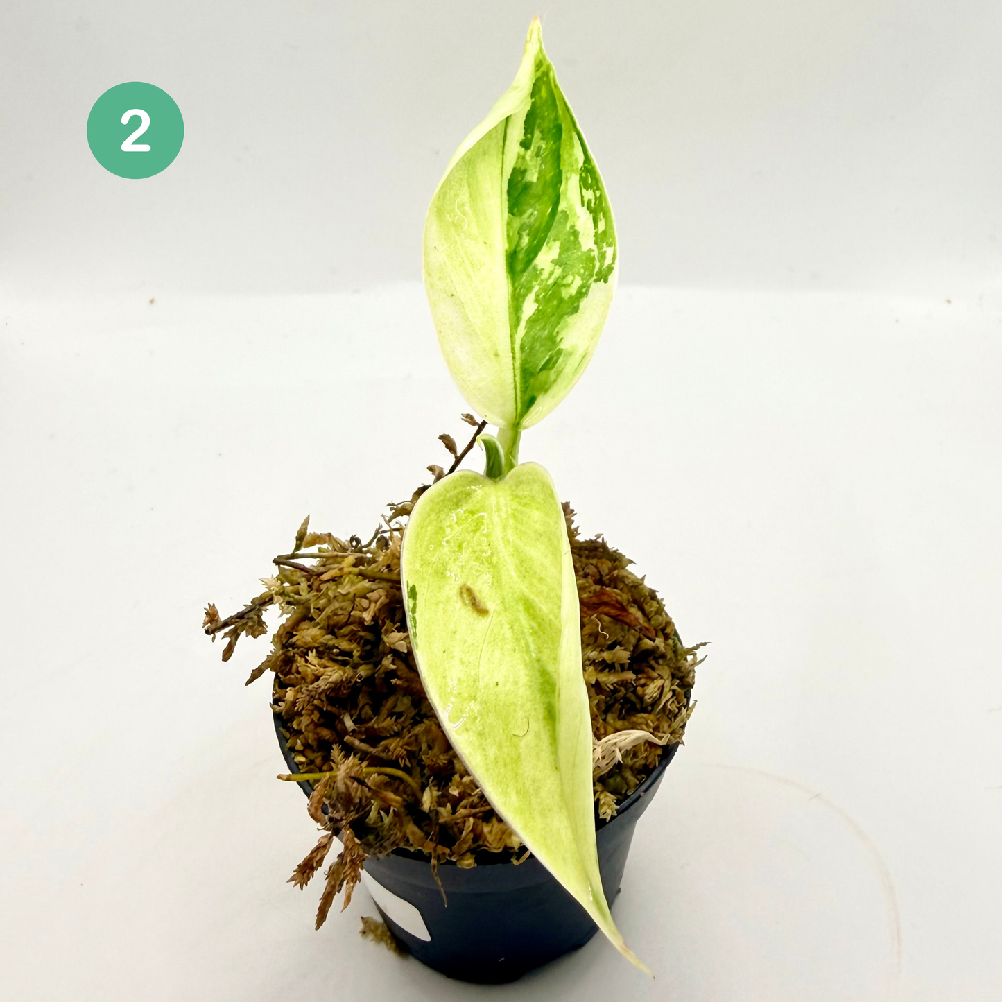 Philodendron Billietiae x José Buono Variegated