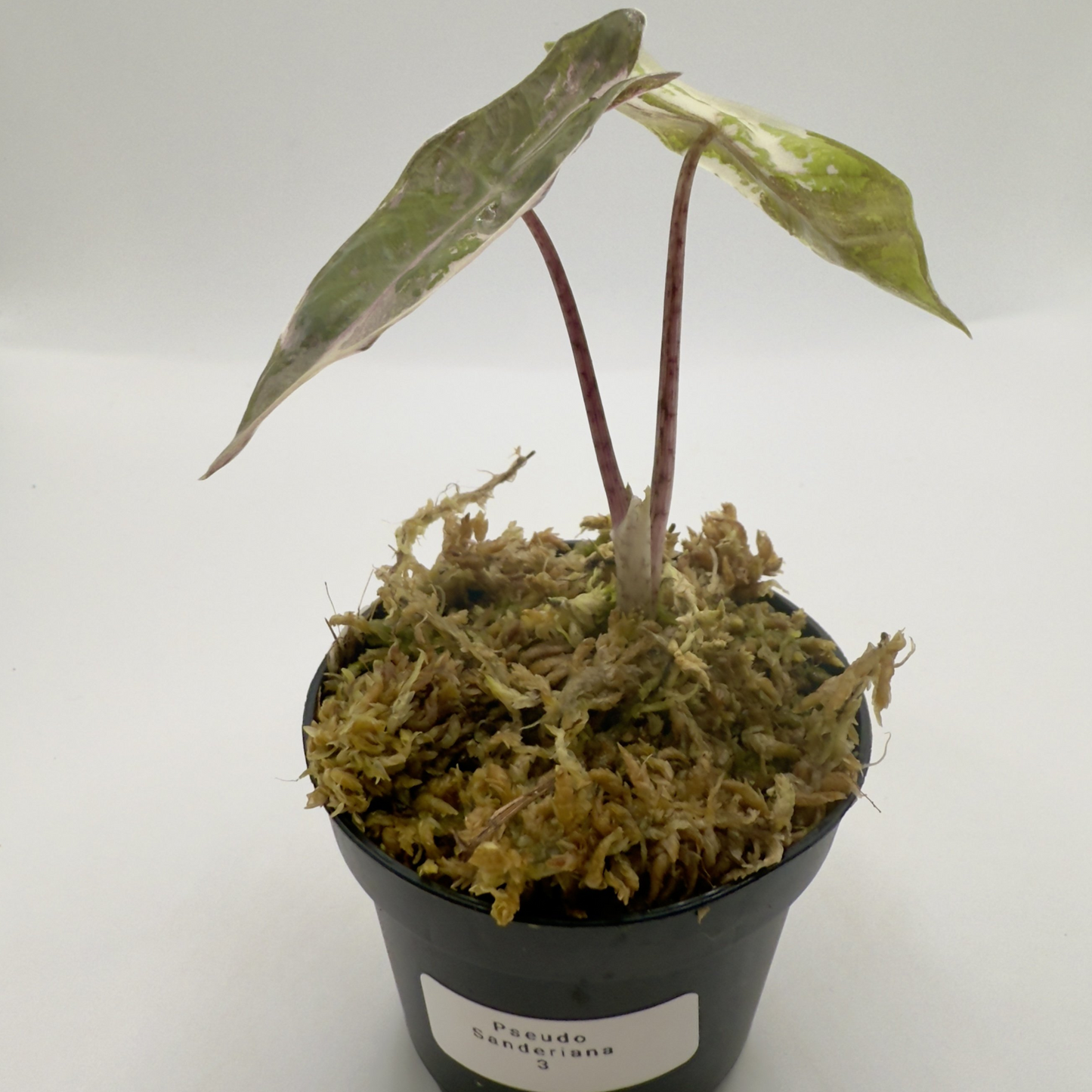 Alocasia Pseudo Sanderiana Albo/Pink Variegata