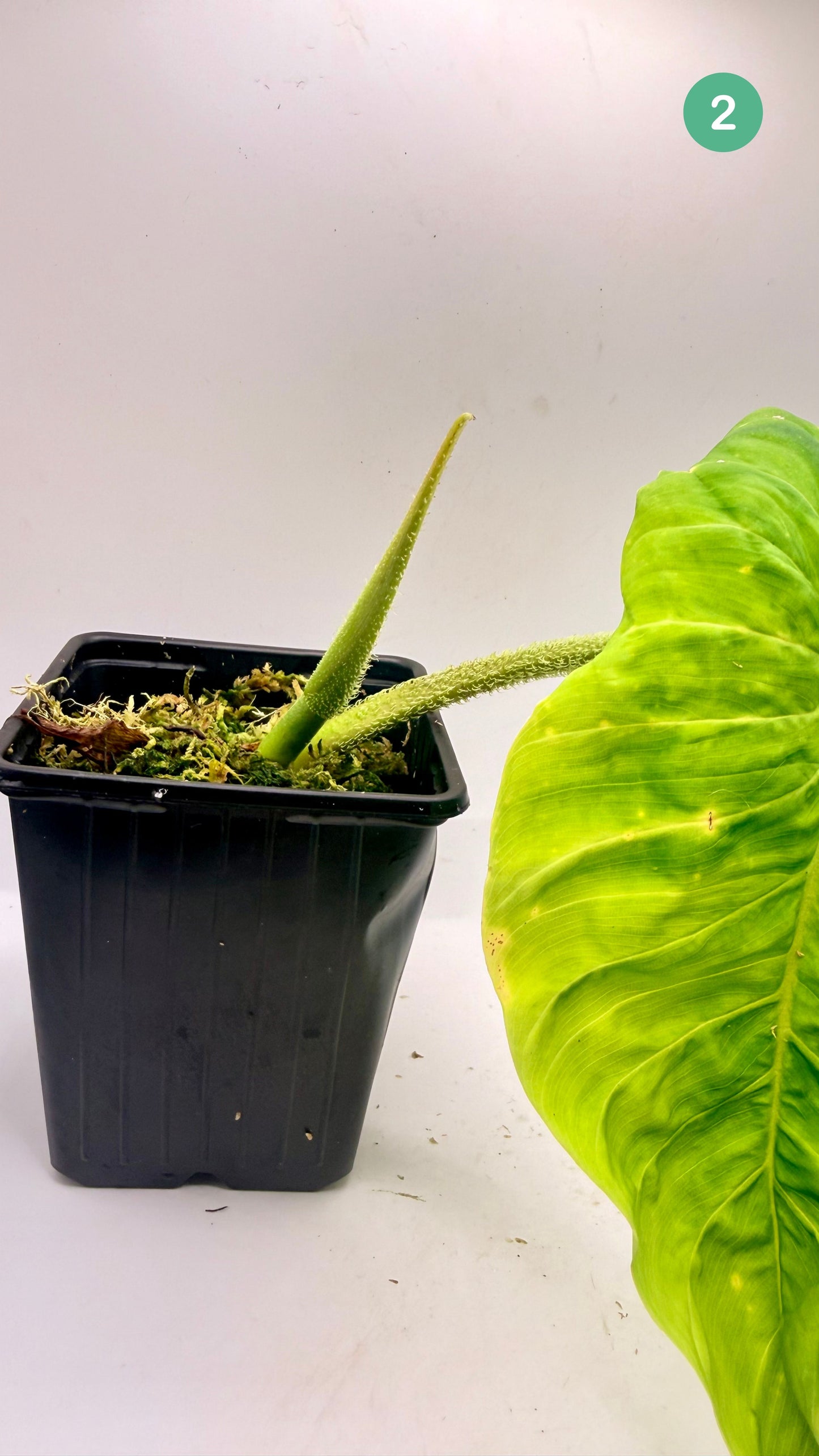 Philodendron Titanium (Serpens x Verrucosum)