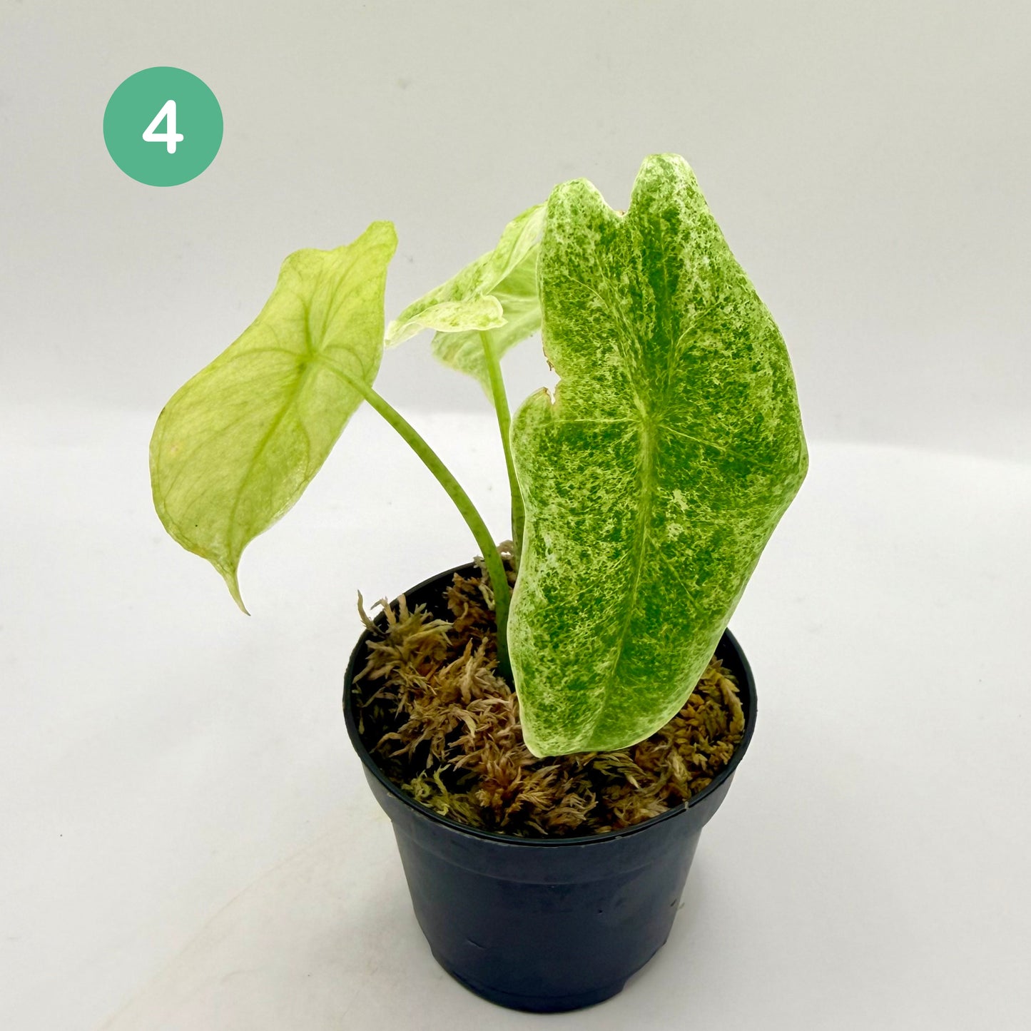 Alocasia Longiloba Mottled Variegata