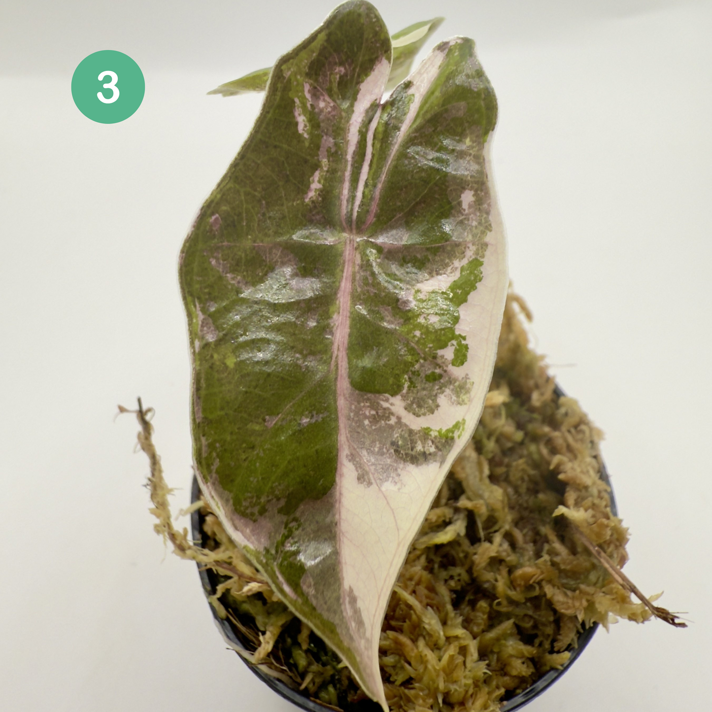 Alocasia Pseudo Sanderiana Albo/Pink Variegata