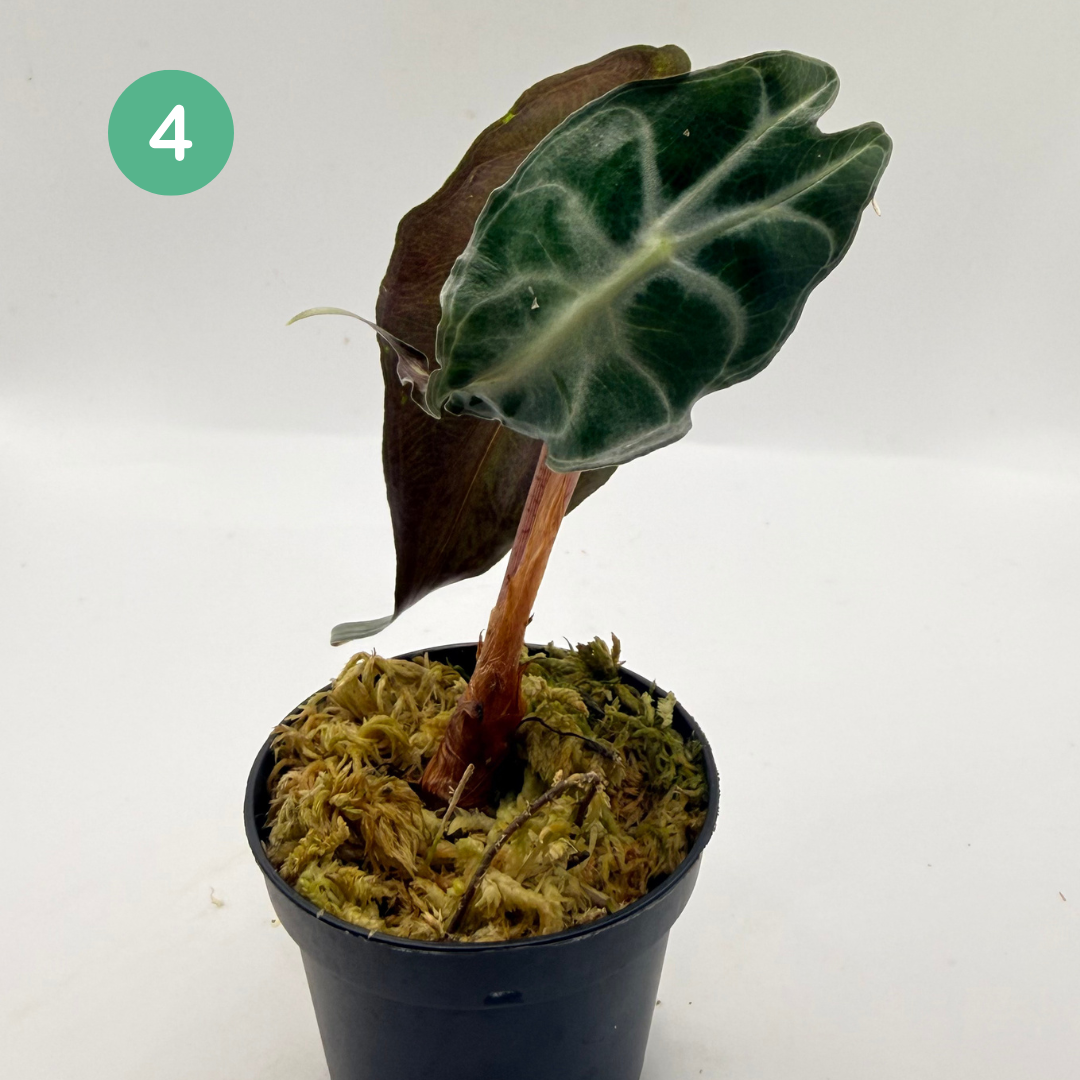 Alocasia Venom