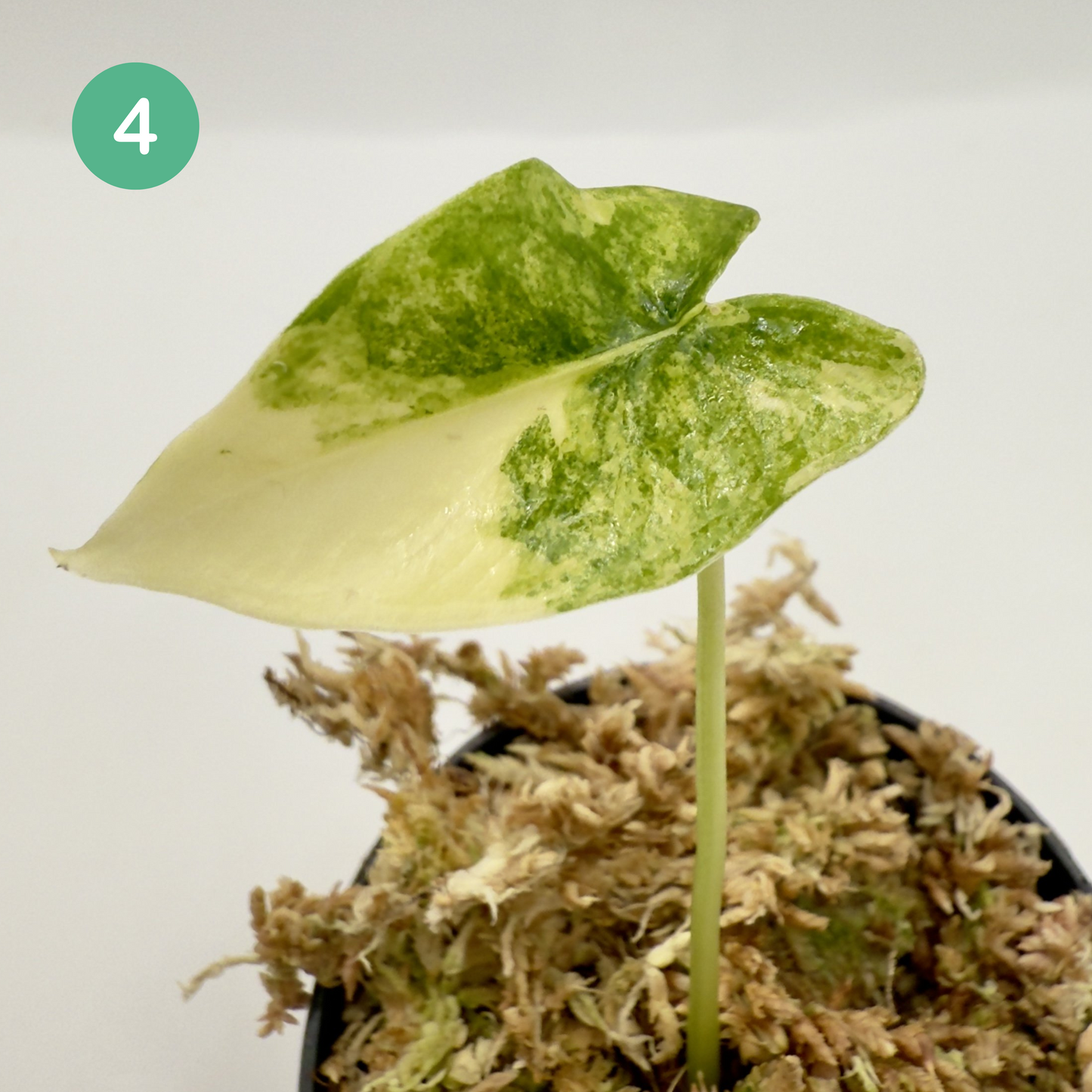 Alocasia SP. (From Surat) Aurea Variegata