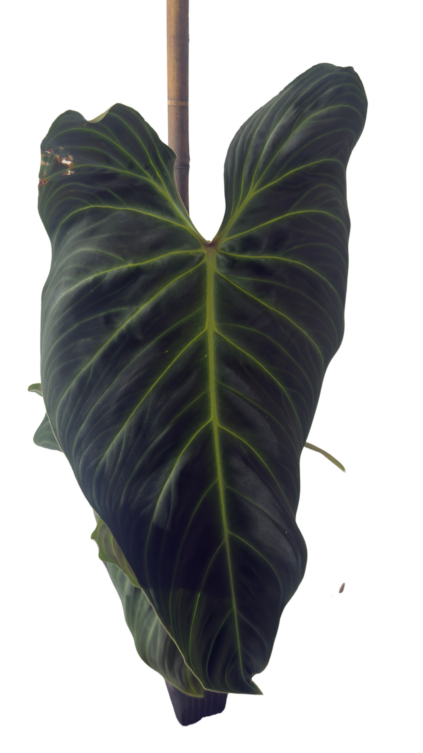 Philodendron Splendid - Large Leaves