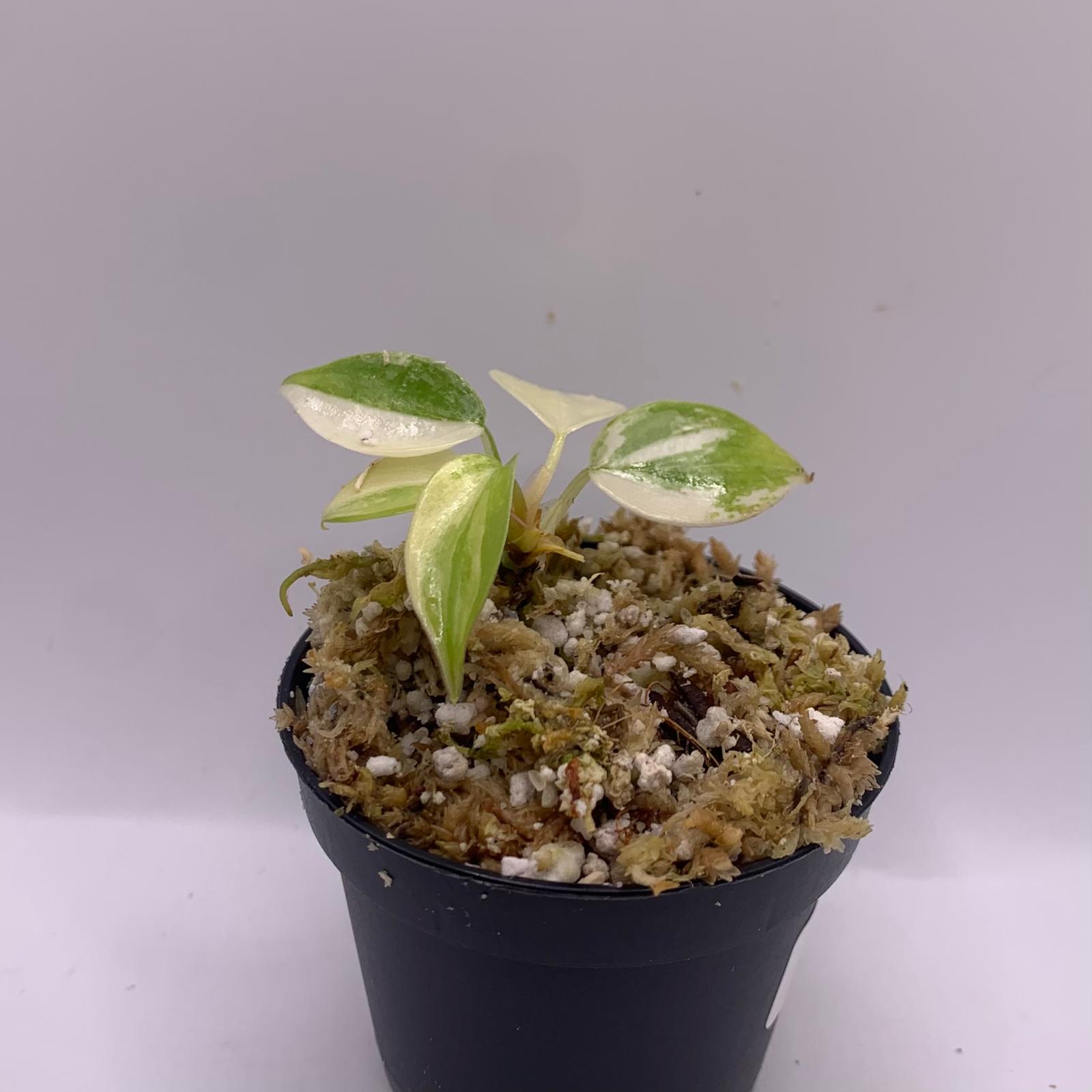 philodendron albo variegata Philodendron Florida Beauty Albo Variegata – Luna's Plants