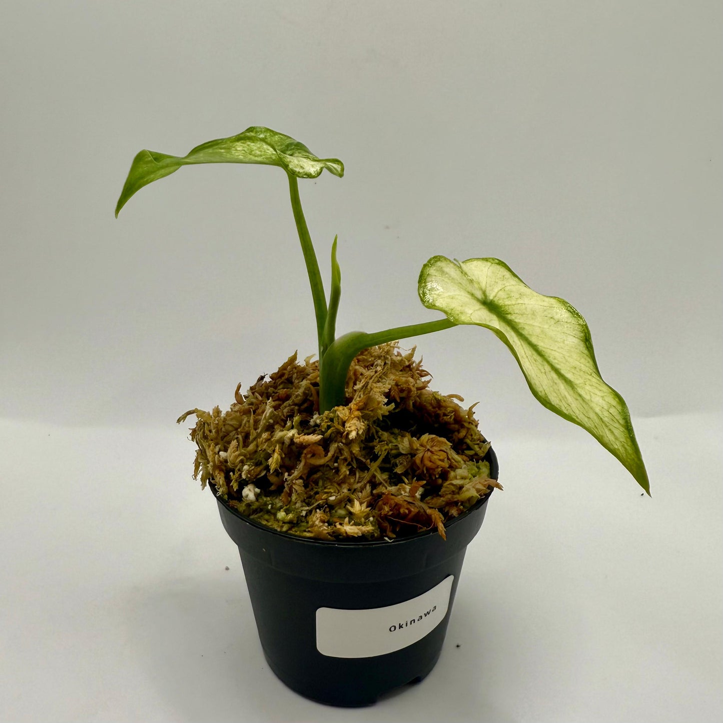 Alocasia Okinawa Mint Variegata