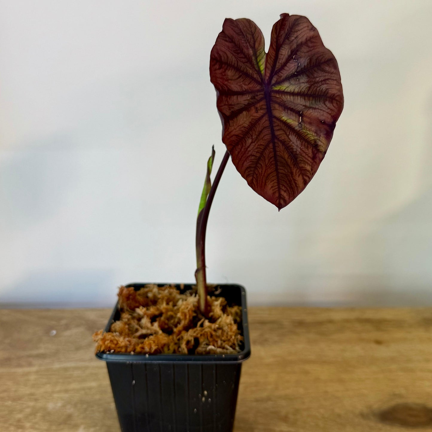 Colocasia Redemption