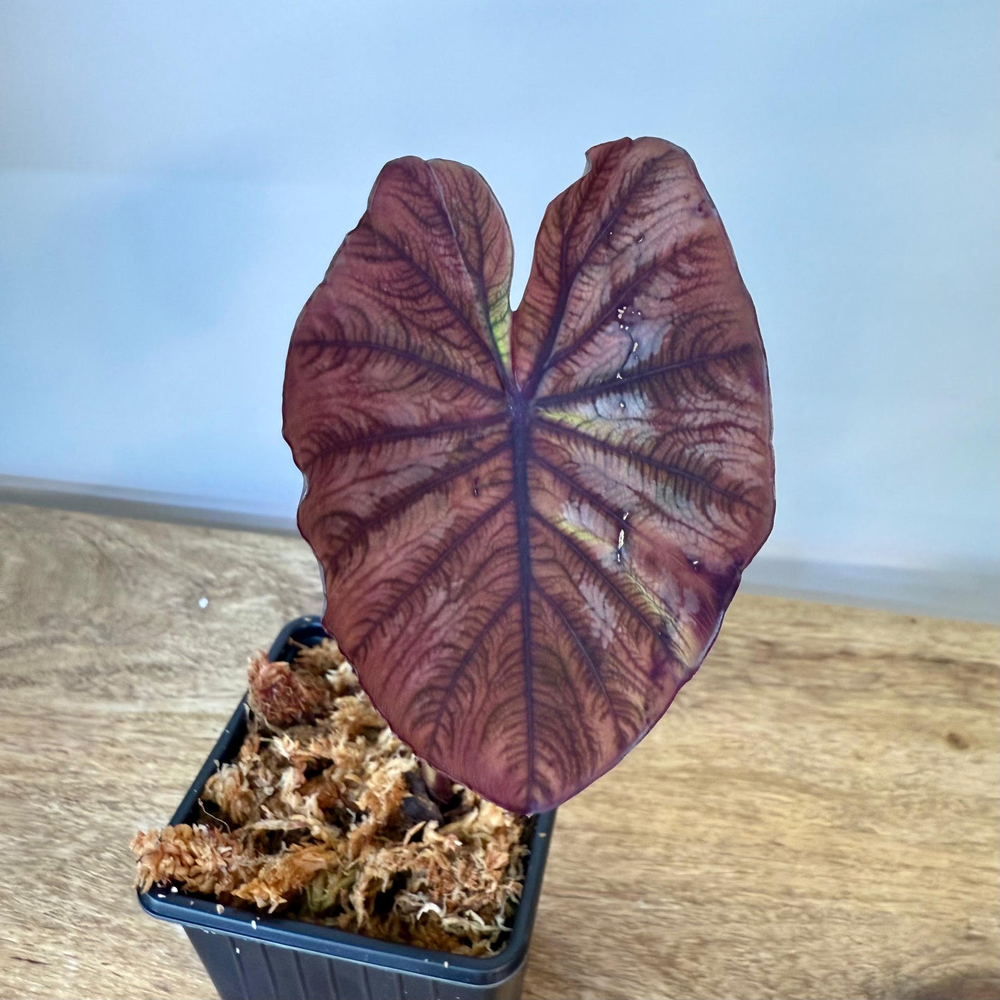 Colocasia Redemption