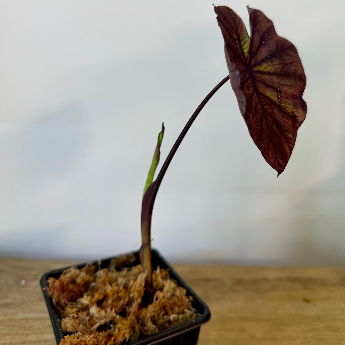 Colocasia Redemption