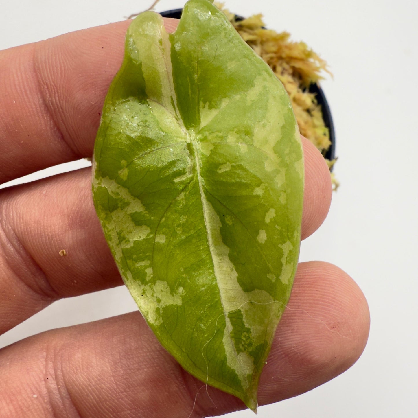 Alocasia Acuminata Albo Variegata