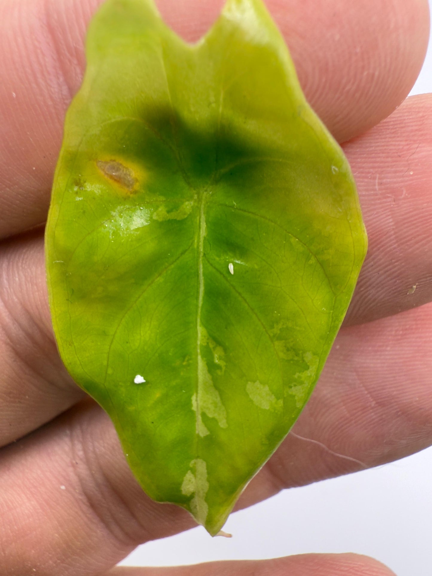 Alocasia Acuminata Albo Variegata