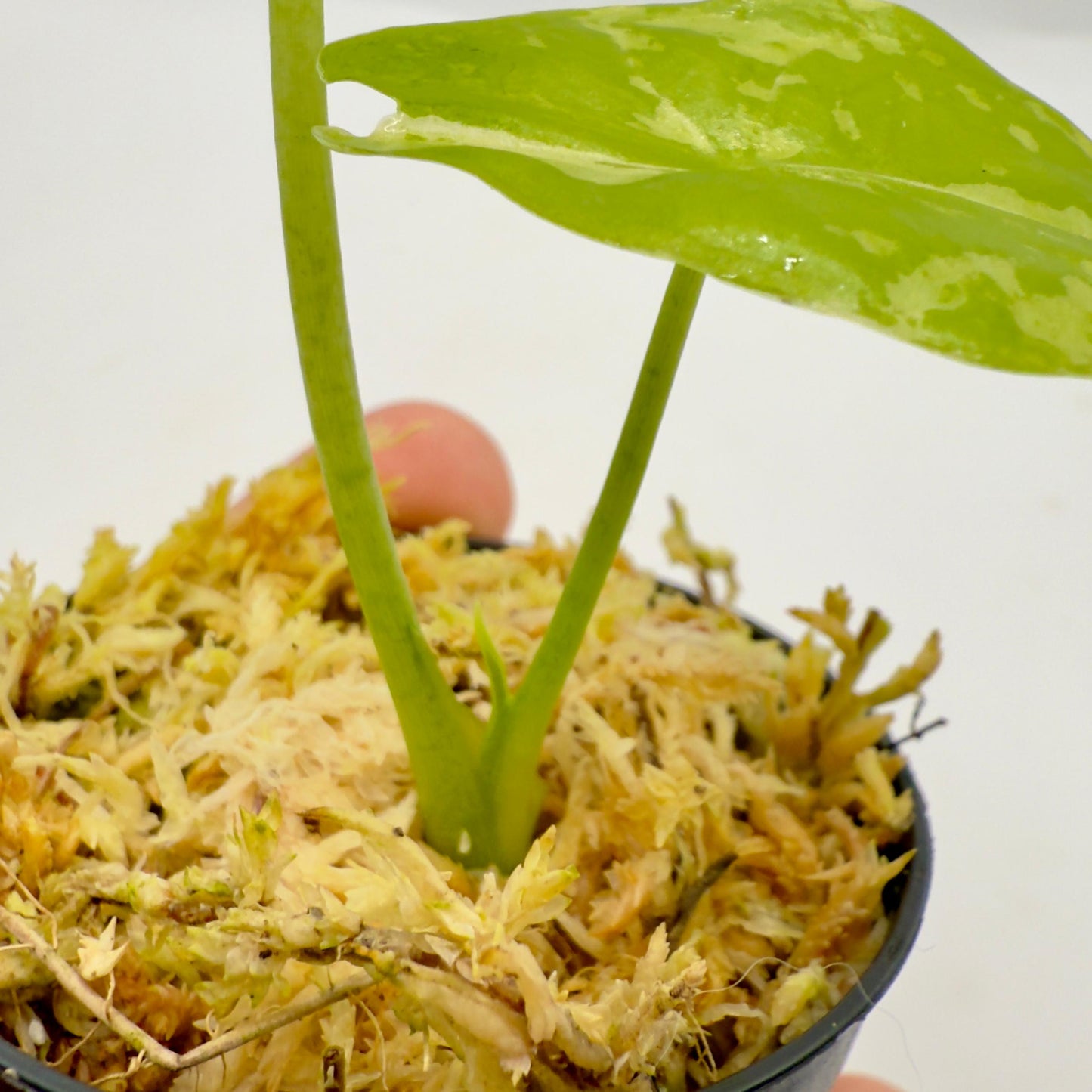 Alocasia Acuminata Albo Variegata