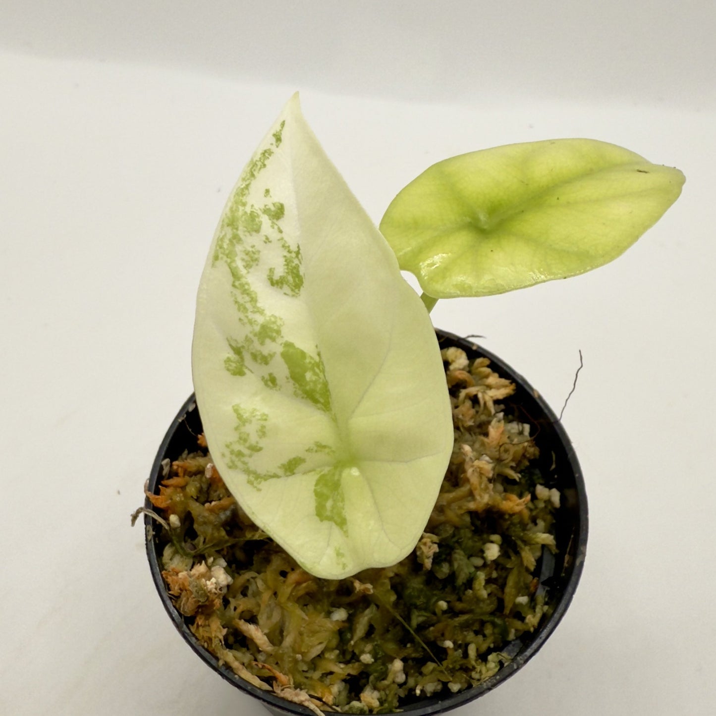 Alocasia Sinuata Albo/Mint Variegata