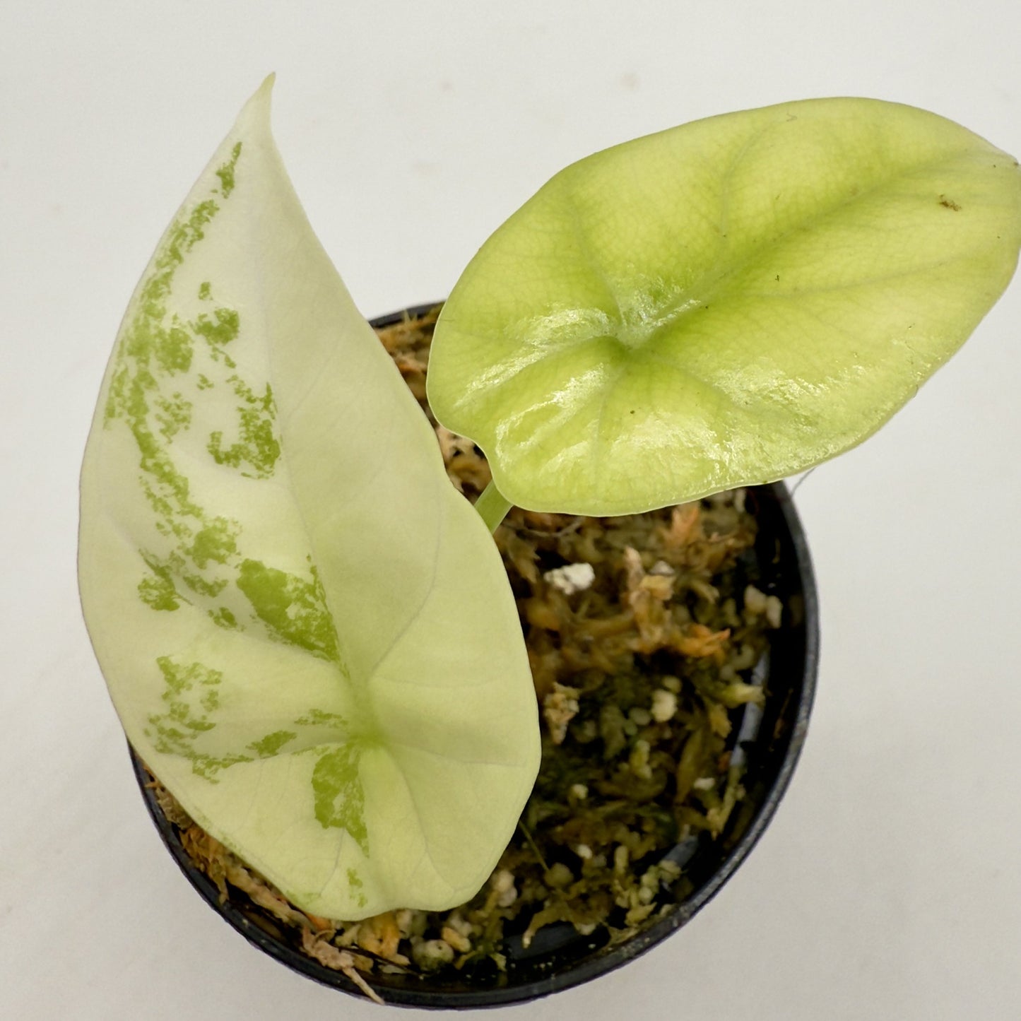 Alocasia Sinuata Albo/Mint Variegata