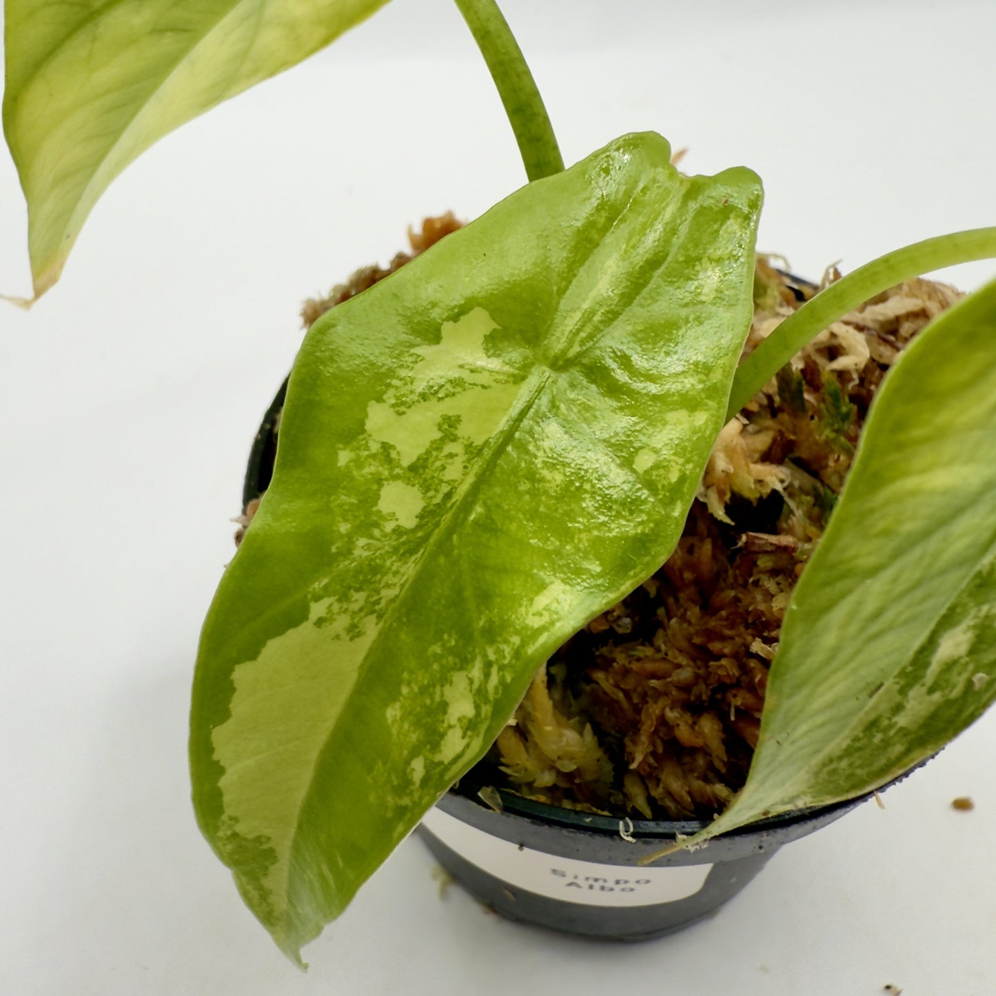 Alocasia Simpo Albo Variegata