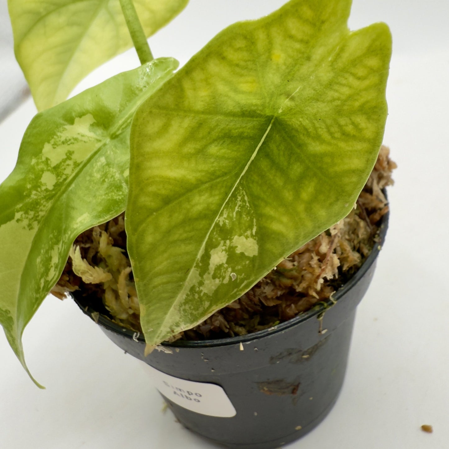 Alocasia Simpo Albo Variegata