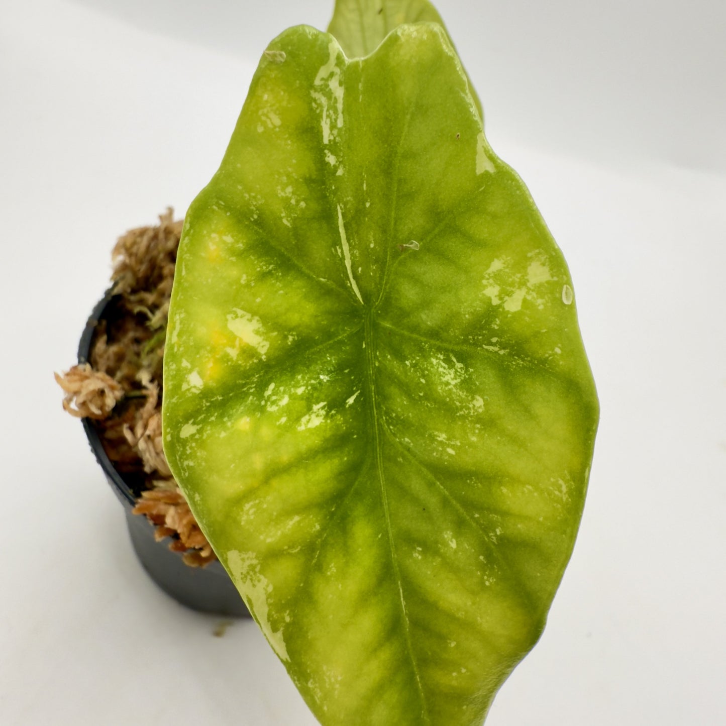 Alocasia Simpo Albo Variegata