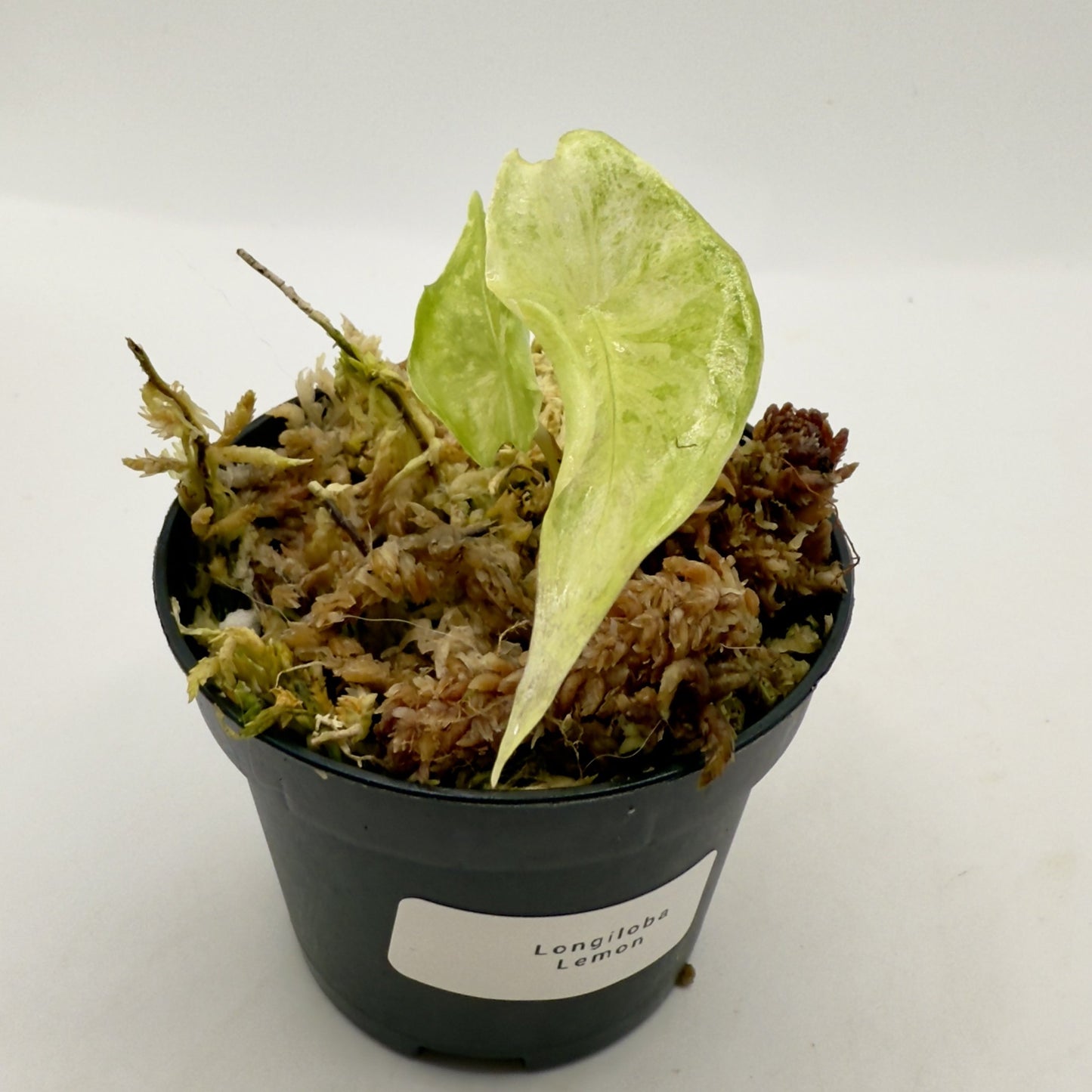 Alocasia Longiloba Lemon Lime Variegata