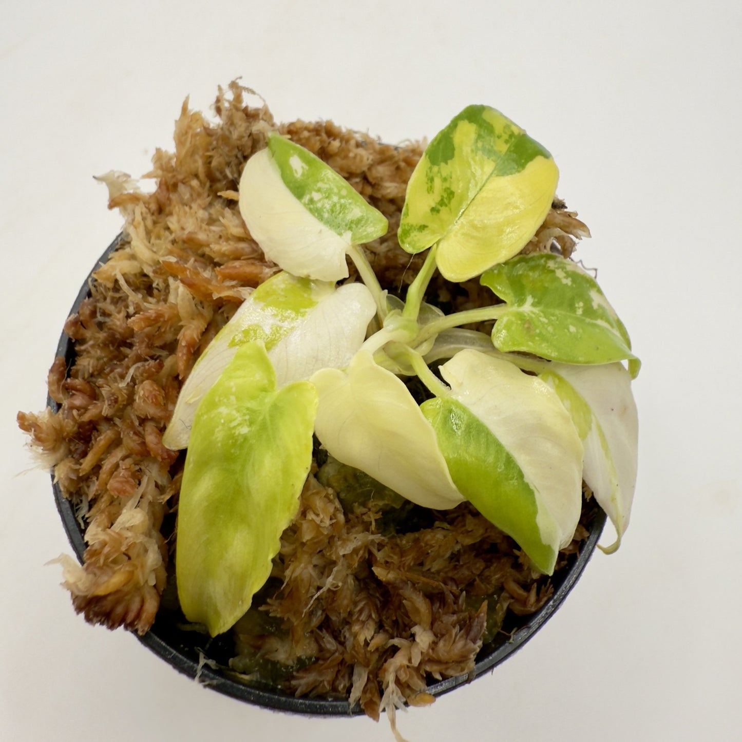 Schismatoglottis Wallichii Variegata