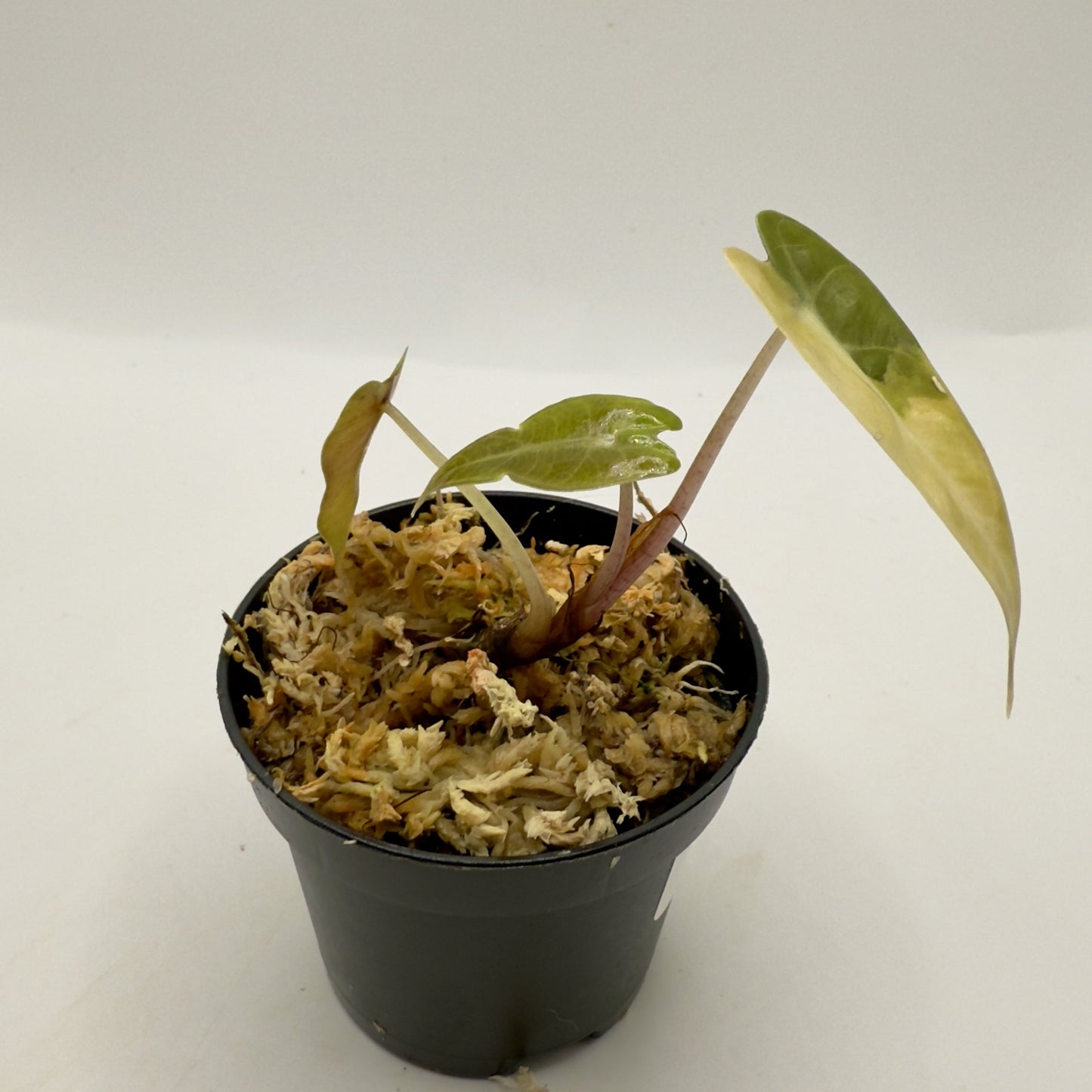 Alocasia Bambino Aurea Variegata