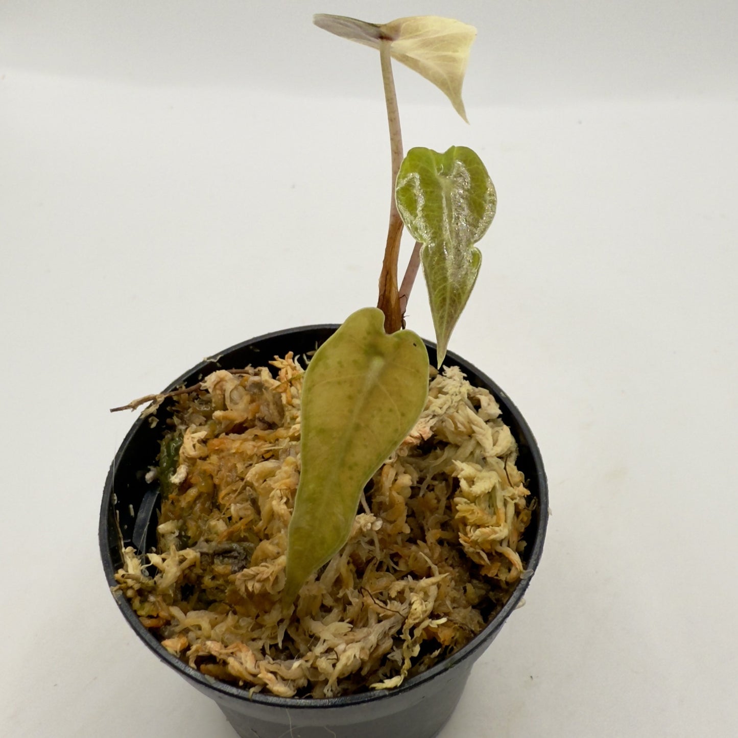 Alocasia Bambino Aurea Variegata