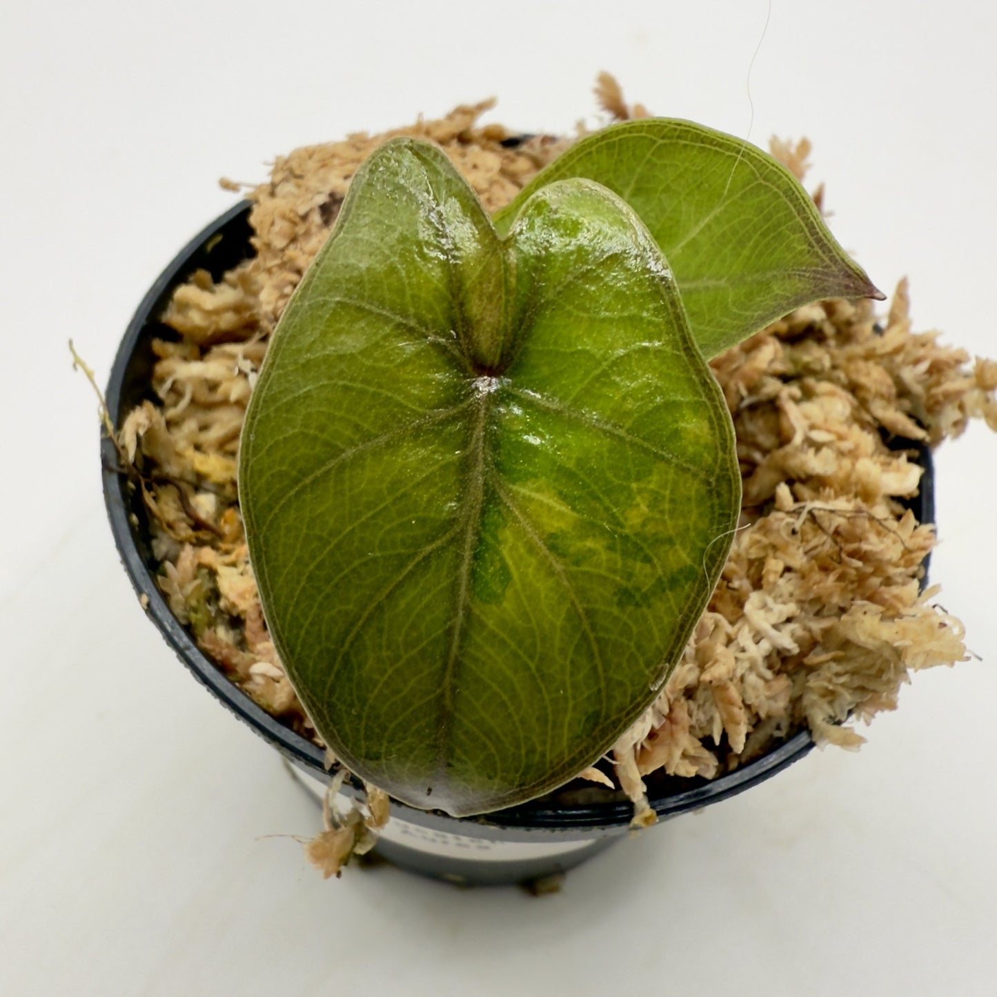 Alocasia Yucatán Princess Aurea Variegata