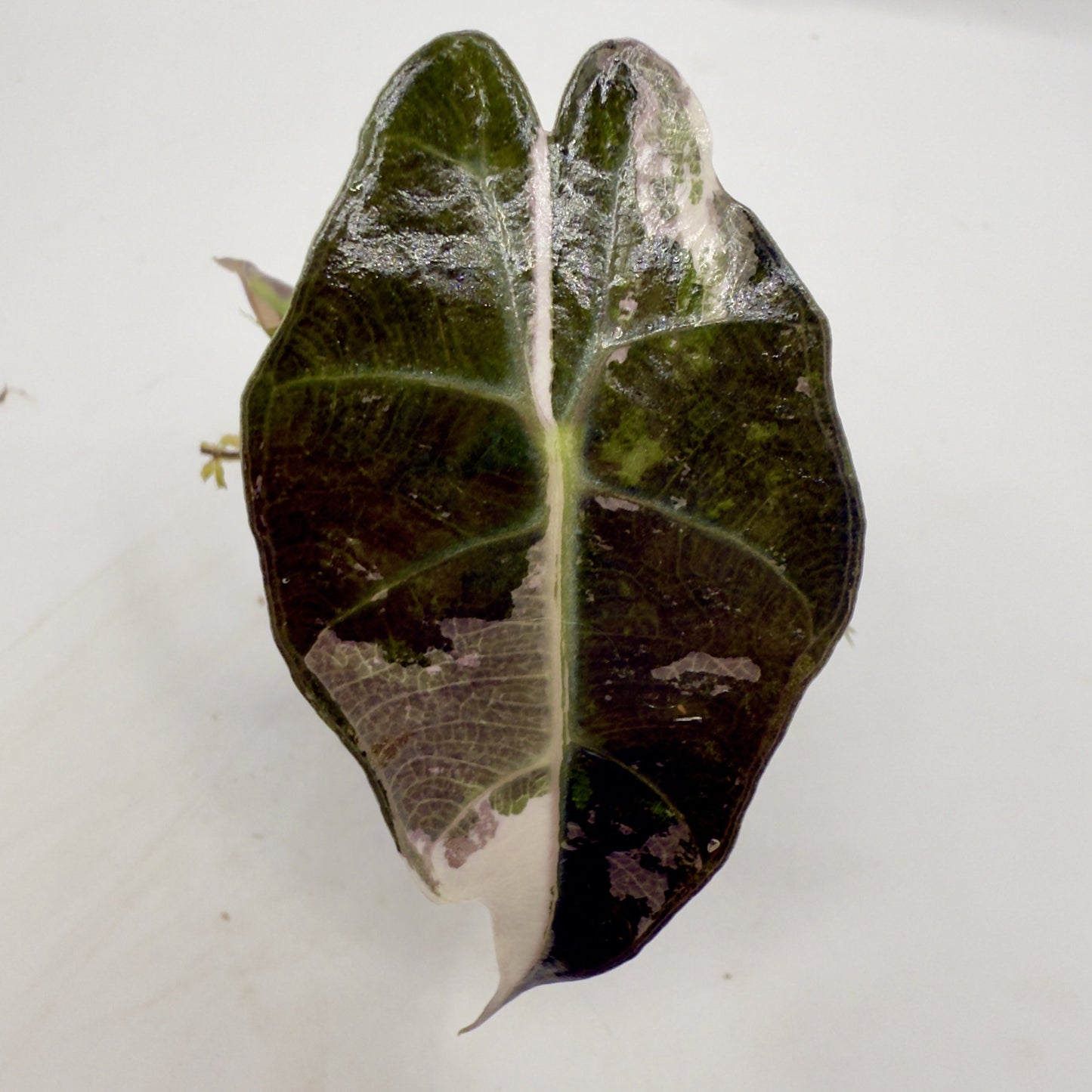 Alocasia Polly Snowflake Pink/Albo Variegata